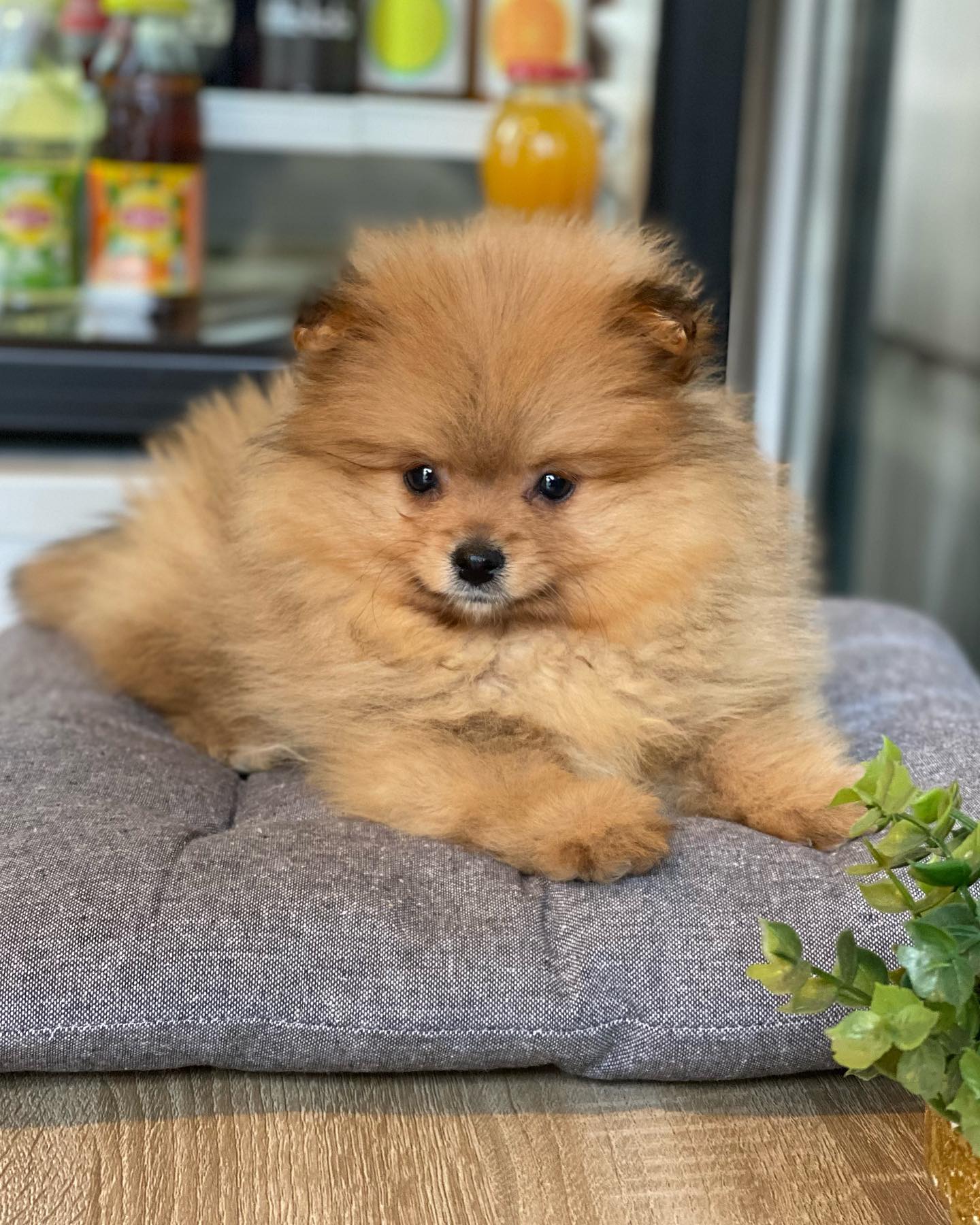 Jap Speciality Coffee Titan